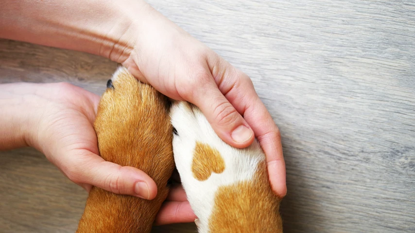 Woman Holding Dog's Paws